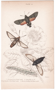 Plate 12

Humming-bird Hawk moth
Caterpillar of "
Broad-bordered Hawk moth
Narrow-bordered Bee Hawk moth